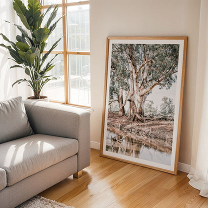 River Red Gums
