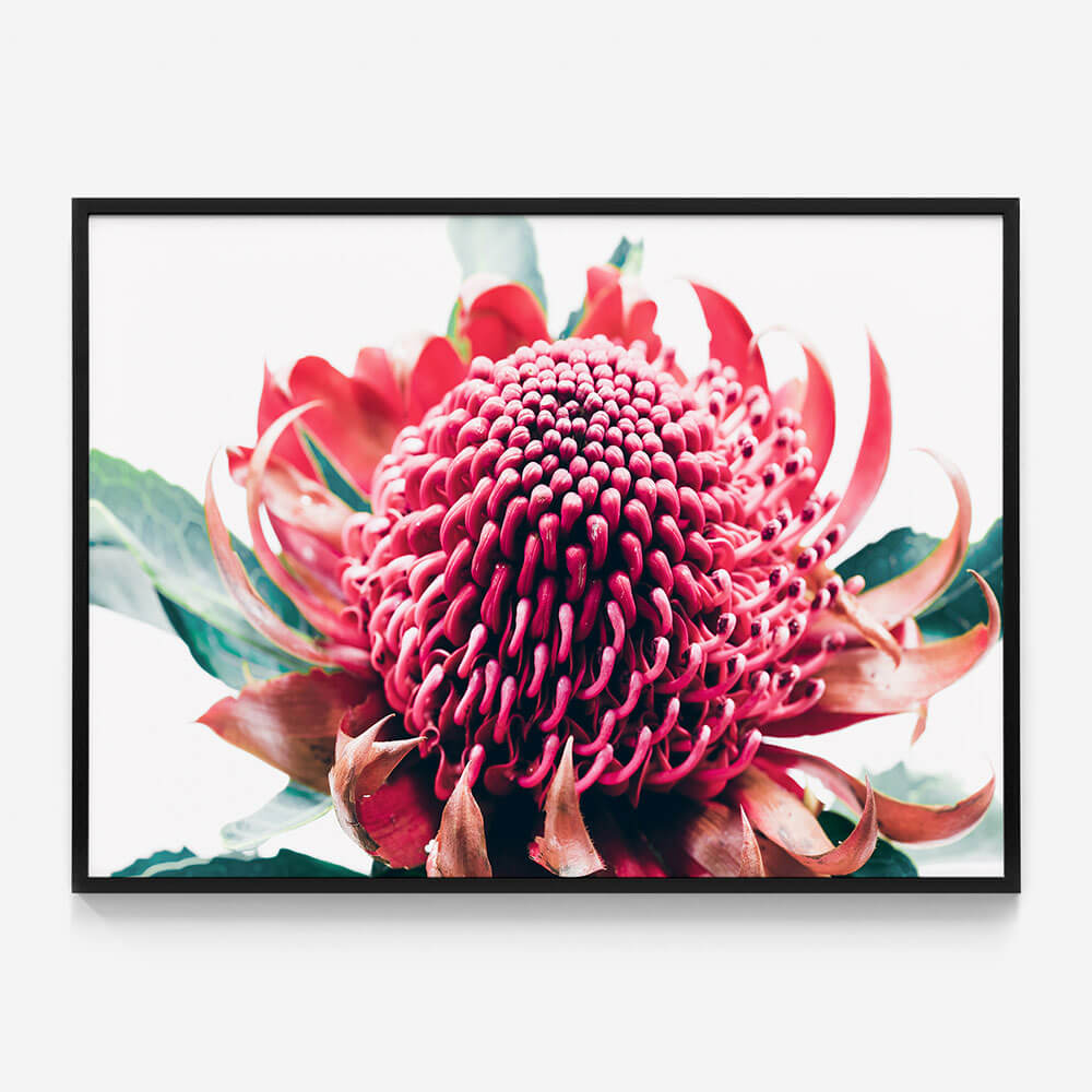 Australian Waratah