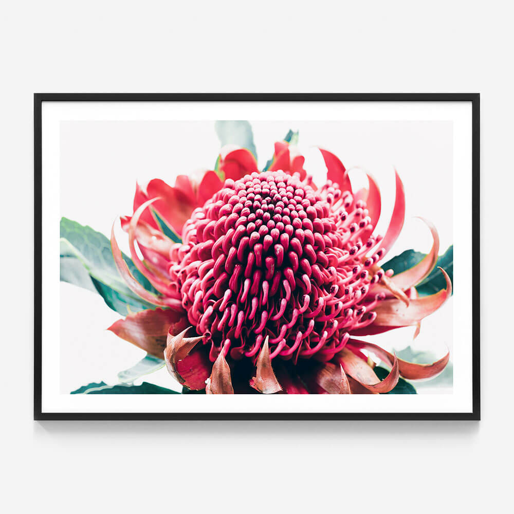 Australian Waratah