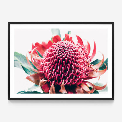 Australian Waratah
