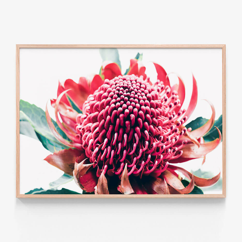 Australian Waratah