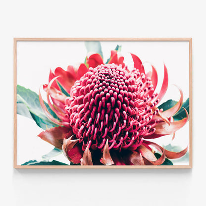 Australian Waratah