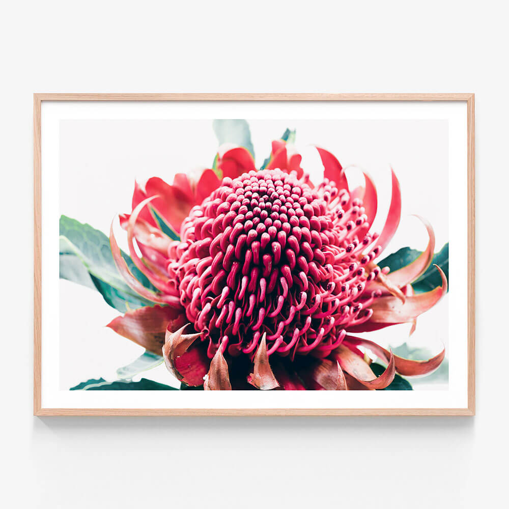 Australian Waratah