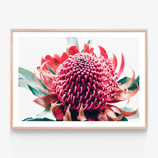 Australian Waratah