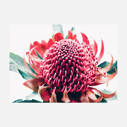 Australian Waratah