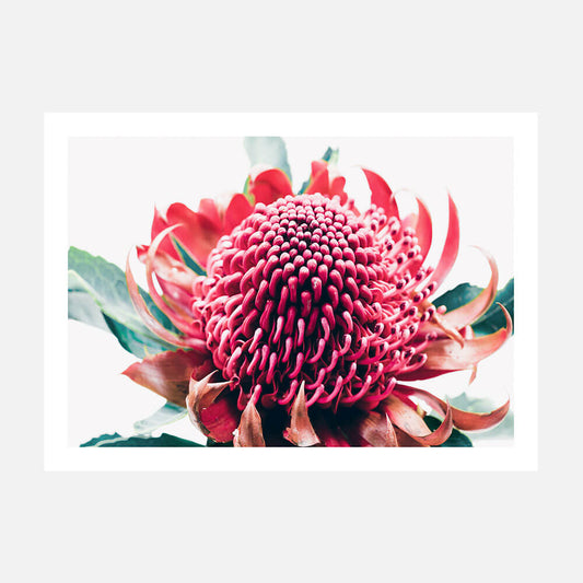 Australian Waratah