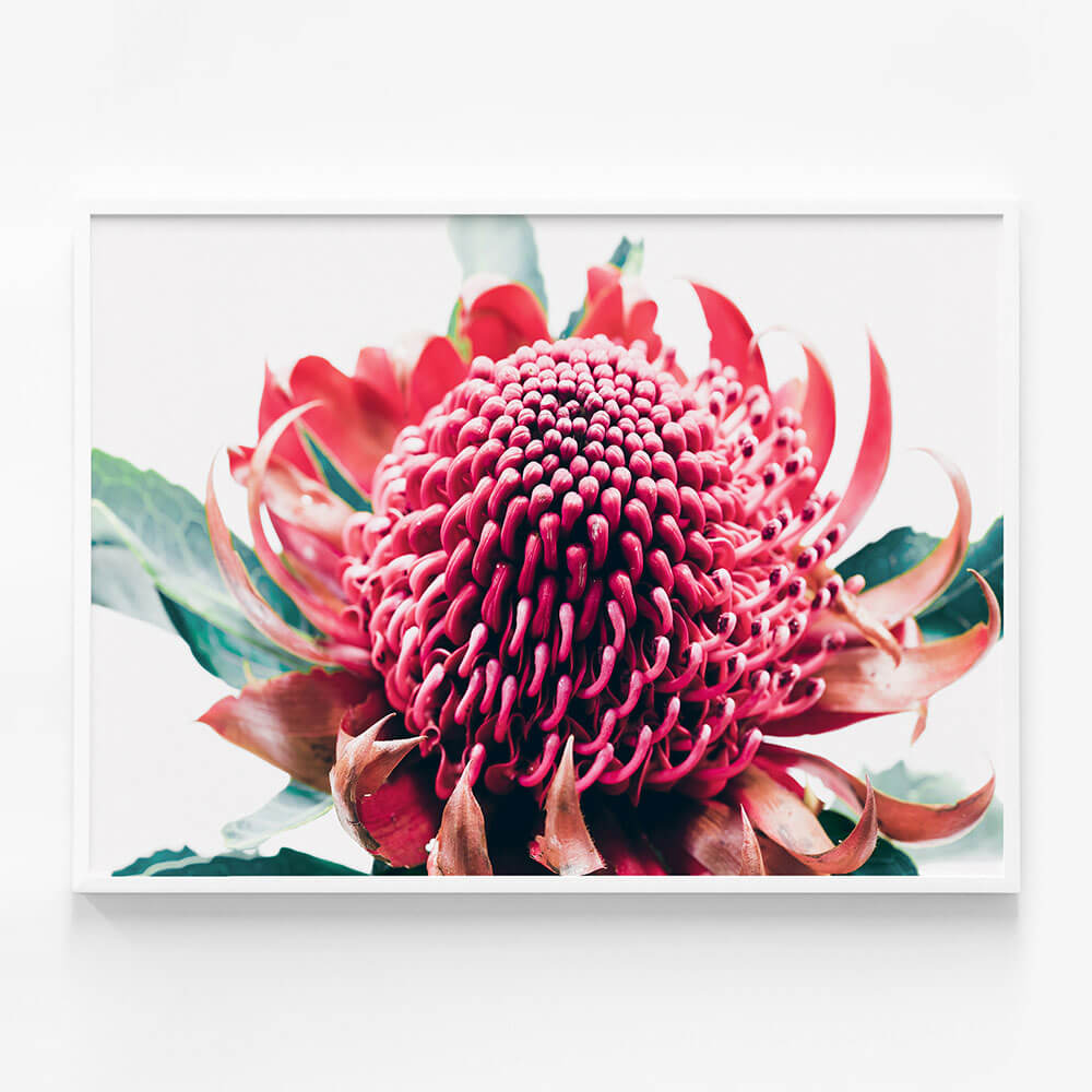 Australian Waratah