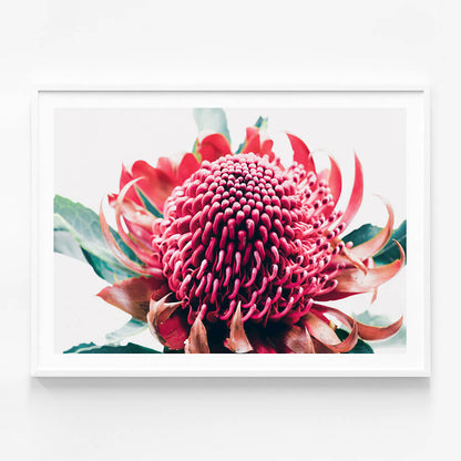 Australian Waratah