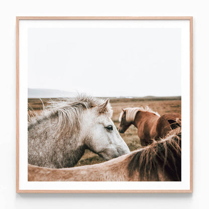 A framed wall art photo print featuring two horses, one with a white mane and another with a brown mane, in an open field with a beige backdrop.