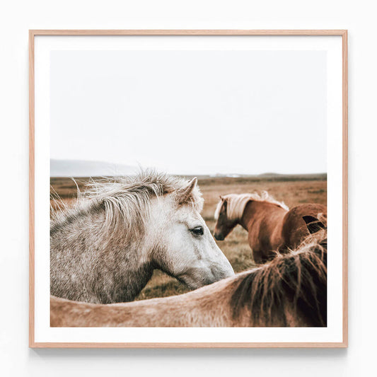 A framed wall art photo print featuring two horses, one with a white mane and another with a brown mane, in an open field with a beige backdrop.