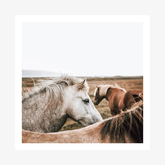 A photo print featuring two horses, one with a white mane and another with a brown mane, in an open field with a beige backdrop.