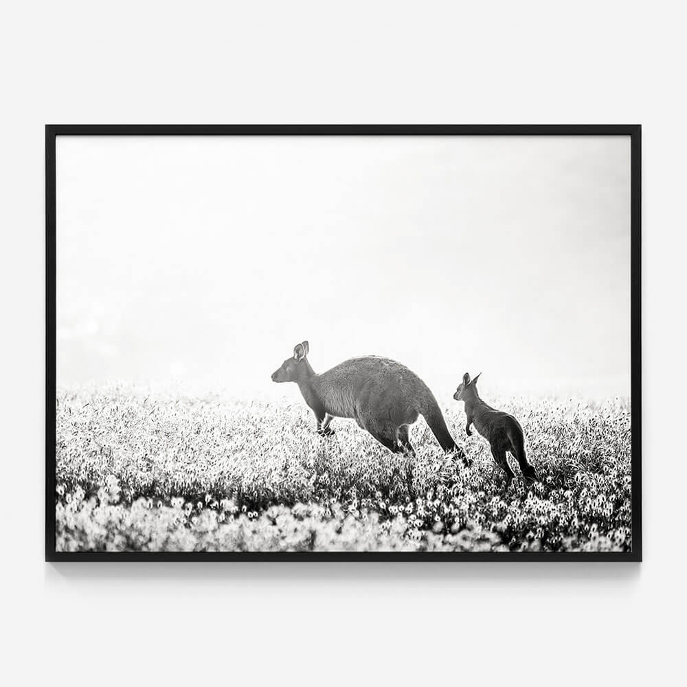 B&W Kangaroos