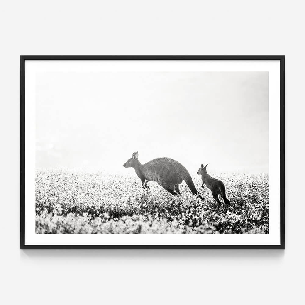 B&W Kangaroos