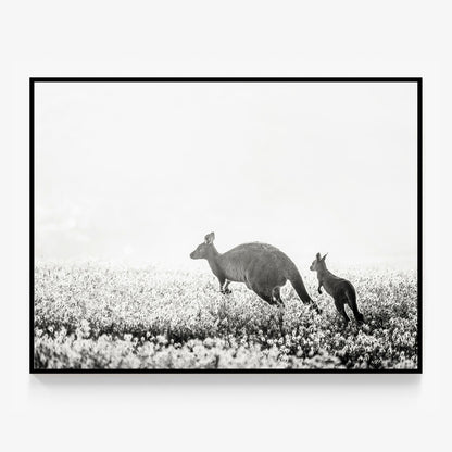 B&W Kangaroos Canvas