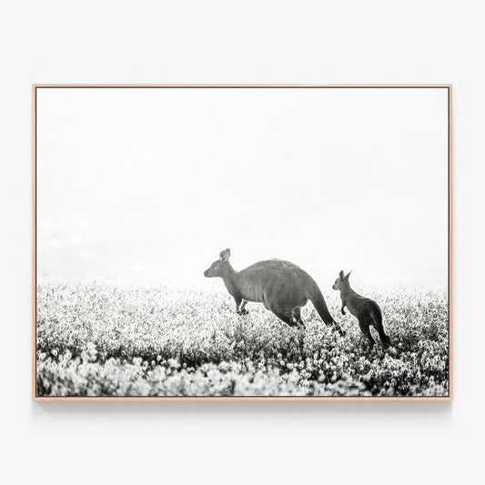 B&W Kangaroos Canvas wall art with oak float frame