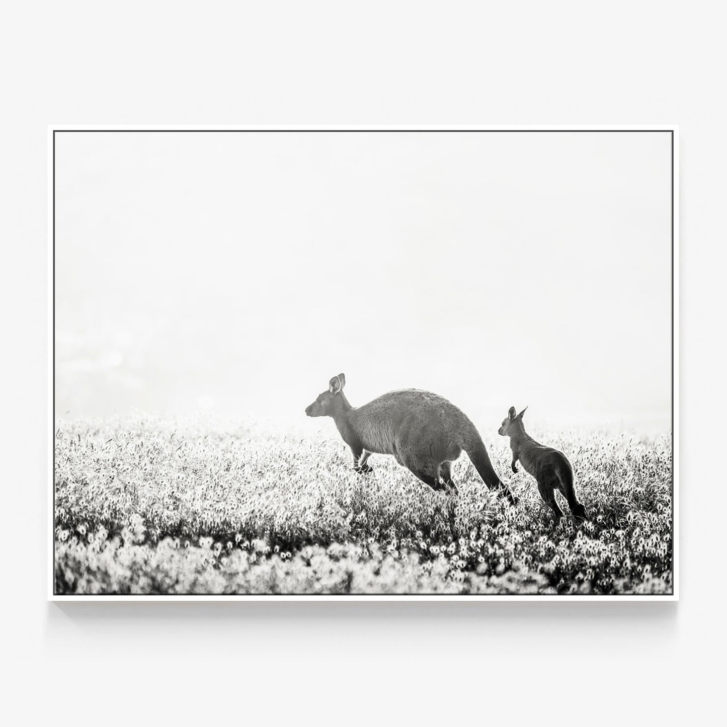 B&W Kangaroos Canvas