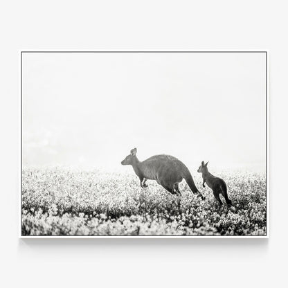 B&W Kangaroos Canvas