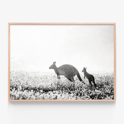 B&W Kangaroos