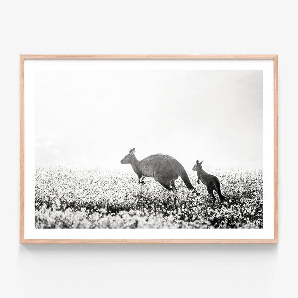 A black and white photo print featuring Kangaroos and framed in an oak frame.