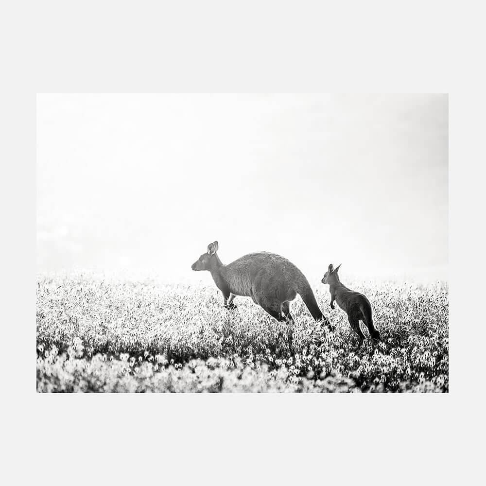 B&W Kangaroos