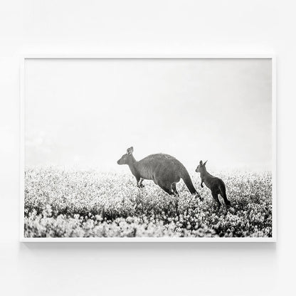 B&W Kangaroos