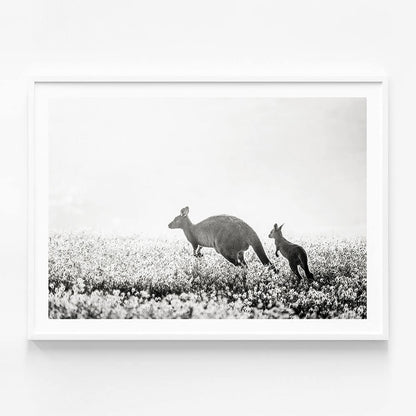 B&W Kangaroos
