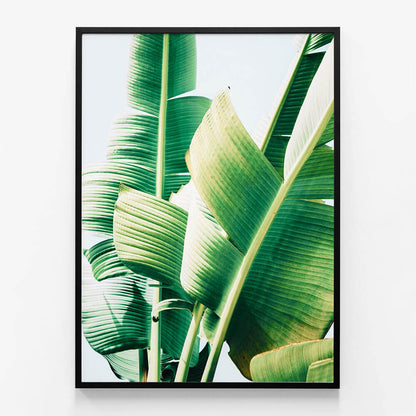 Banana Leaves