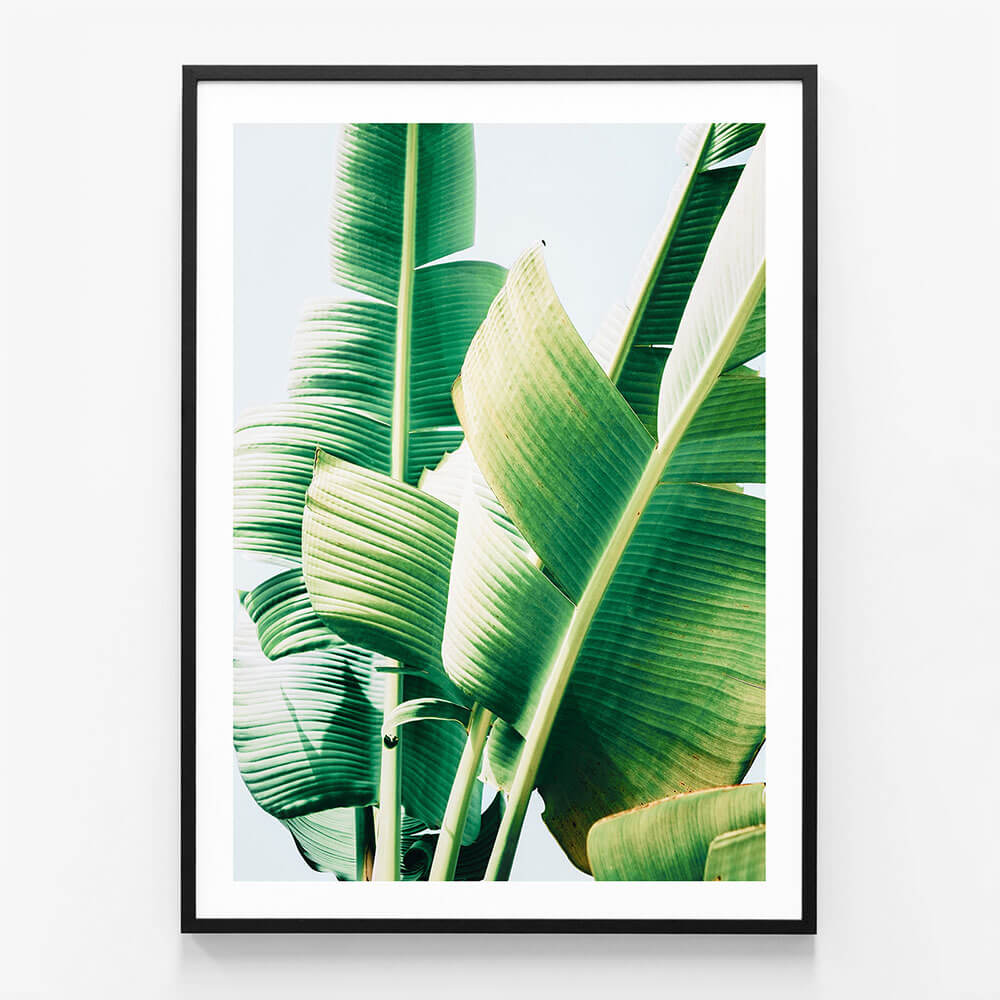 Banana Leaves