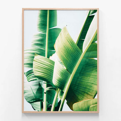 Banana Leaves
