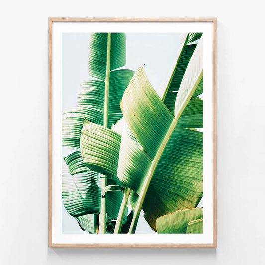 Banana Leaves