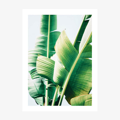 Banana Leaves