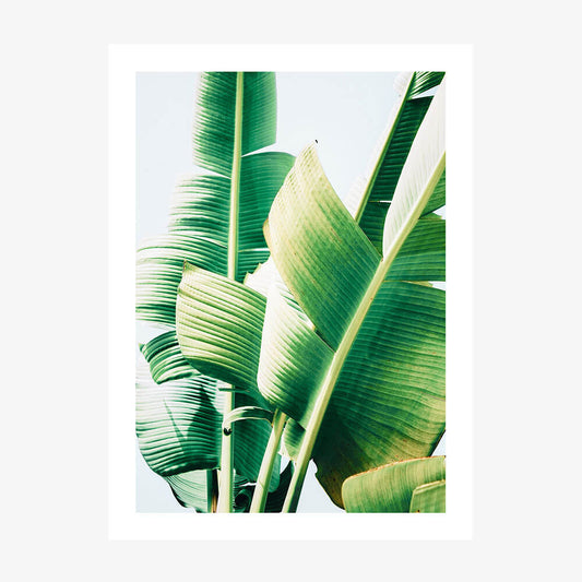 Banana Leaves