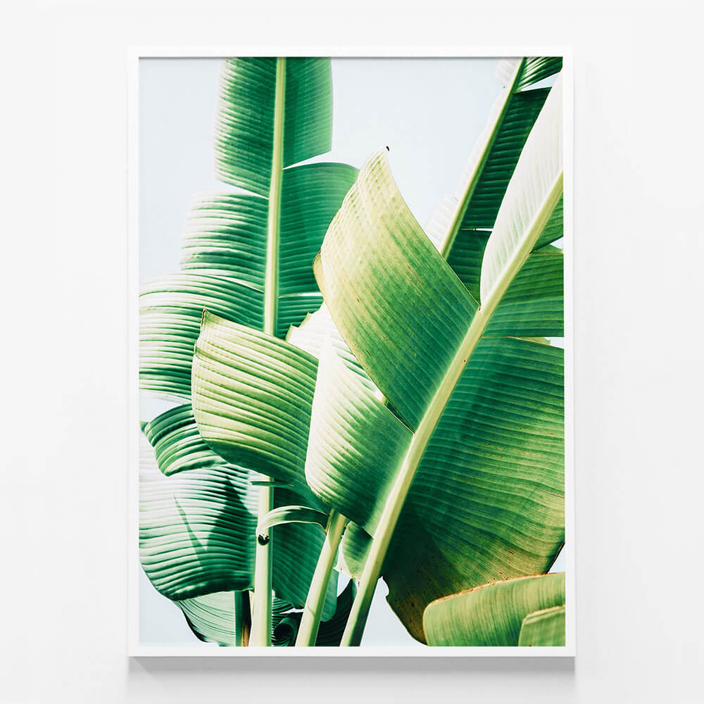 Banana Leaves