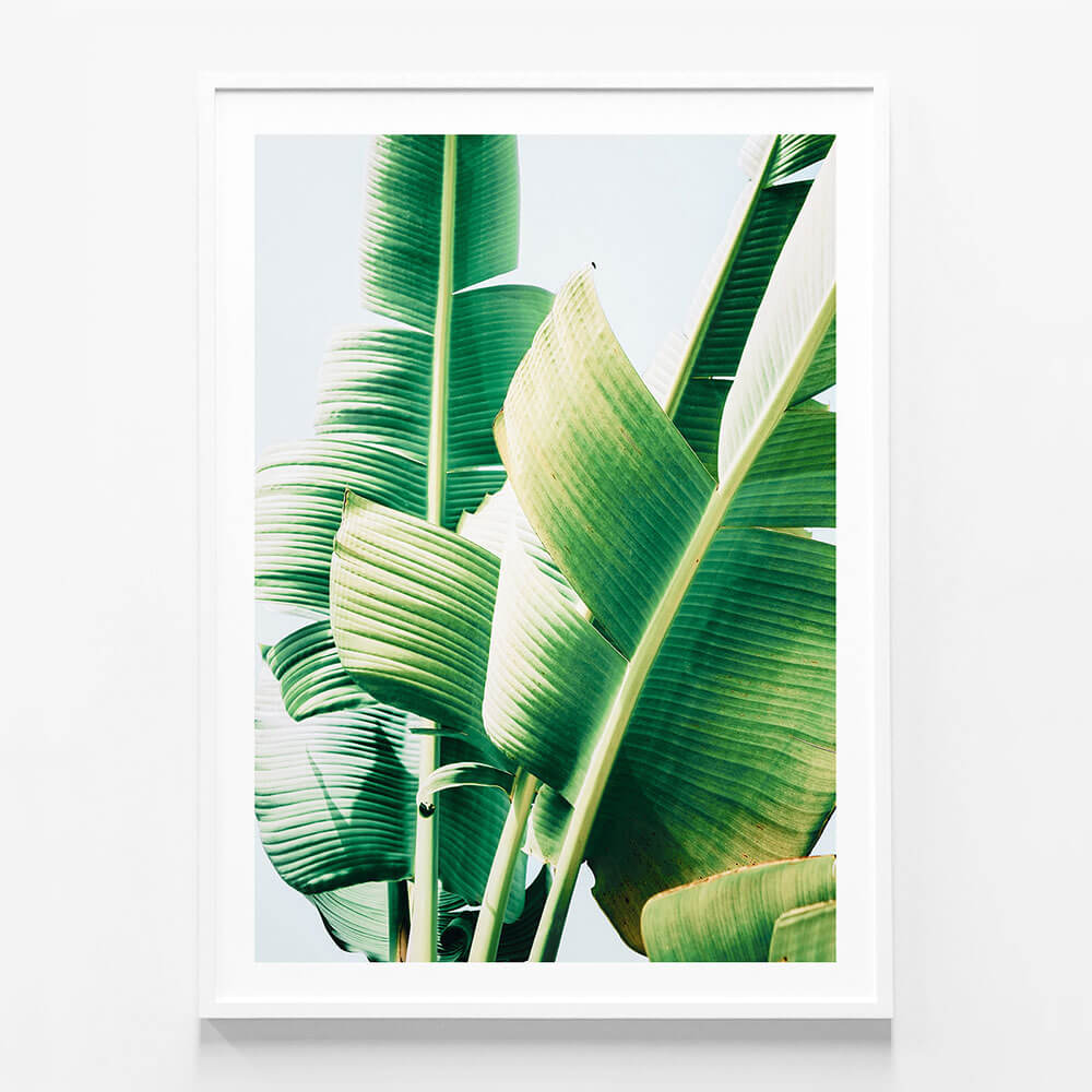 Banana Leaves