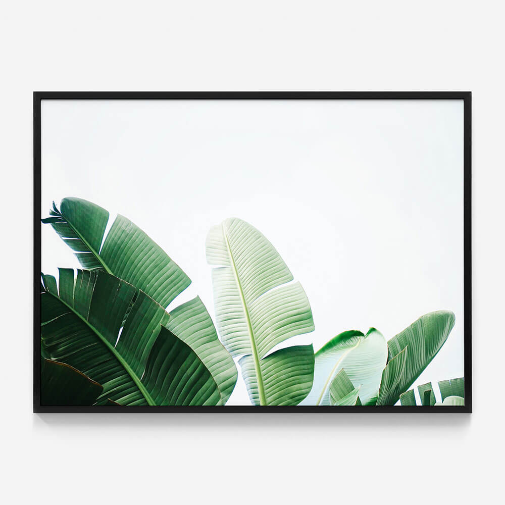 Banana Palms