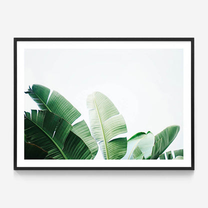 Banana Palms