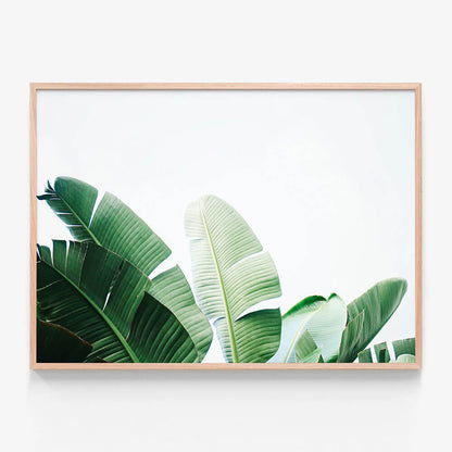 Banana Palms