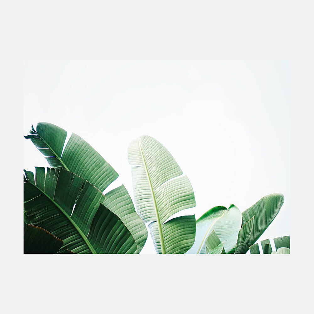 Banana Palms