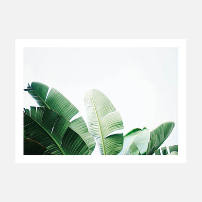 Banana Palms