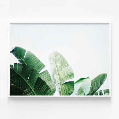 Banana Palms