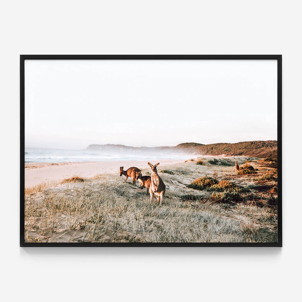 Beach Kangaroos