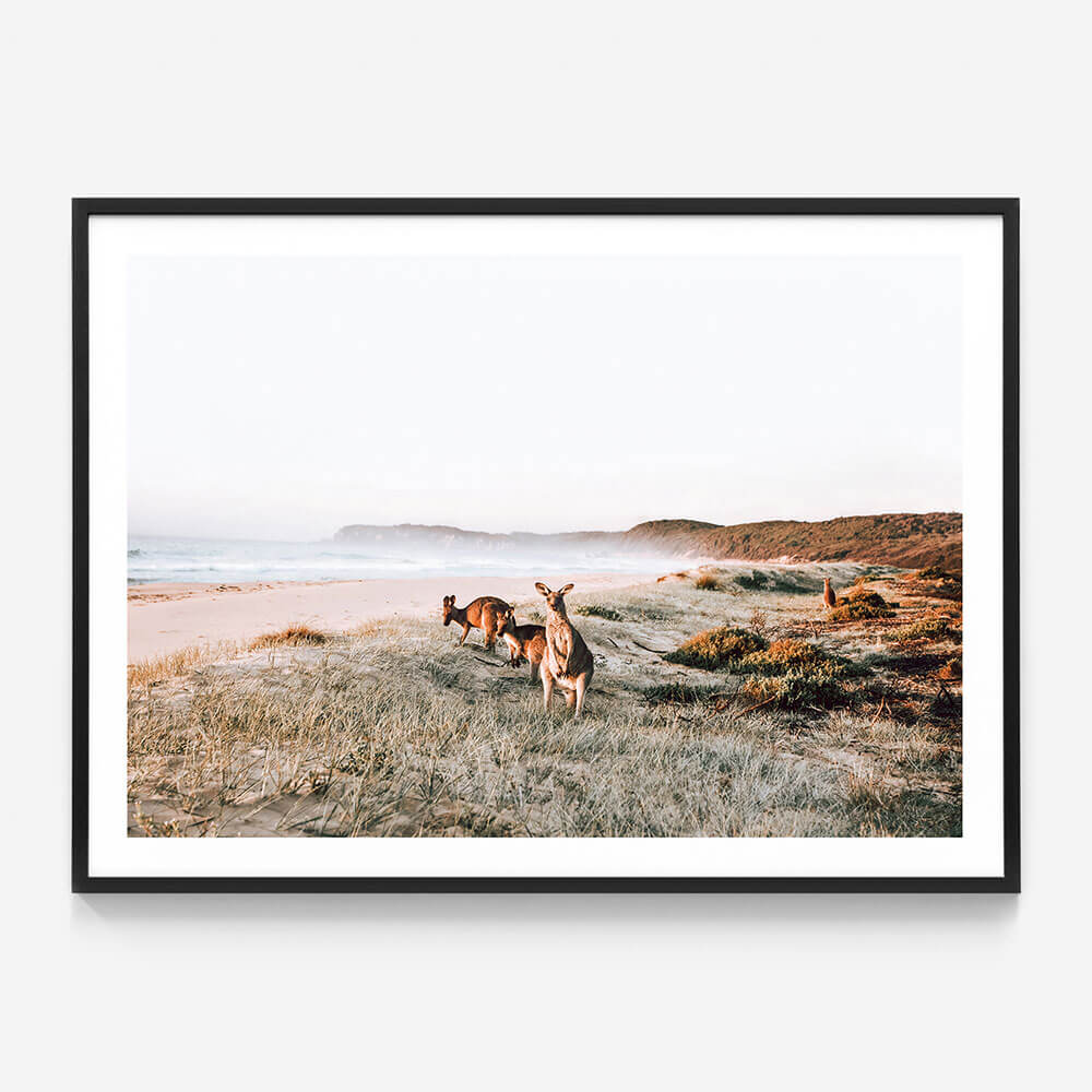 Beach Kangaroos