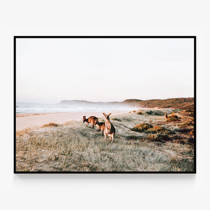 Beach Kangaroos Canvas