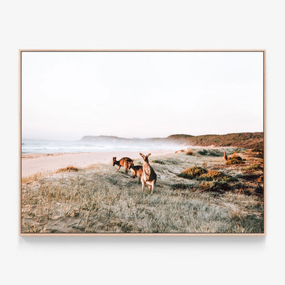 Kangaroos on the beach Canvas wall art print with oak float frame. Australian coastal beach photography print.