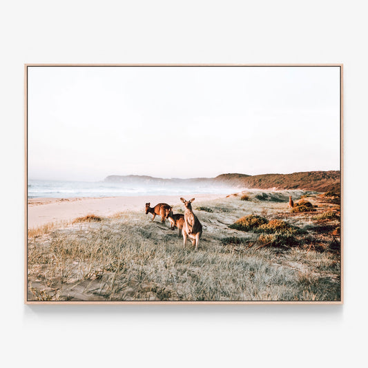 Kangaroos on the beach Canvas wall art print with oak float frame. Australian coastal beach photography print.
