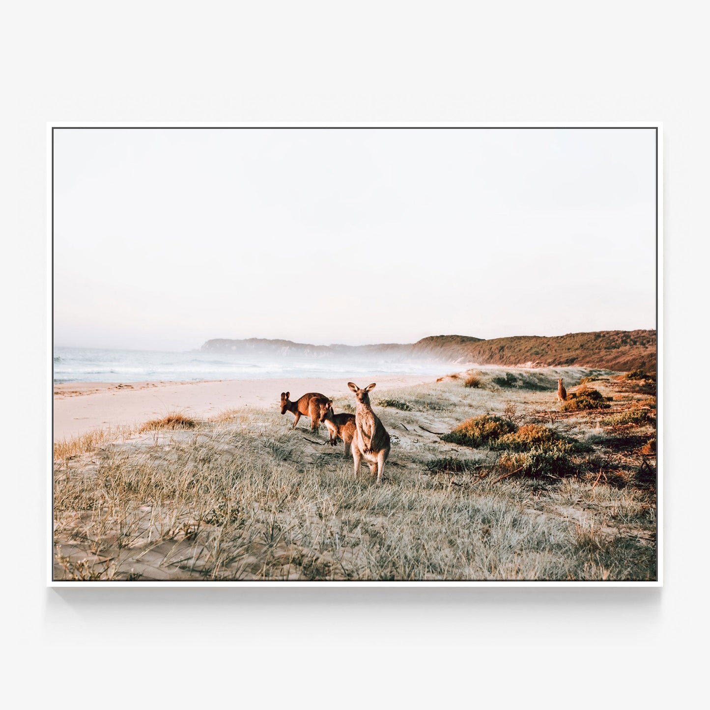 Beach Kangaroos Canvas