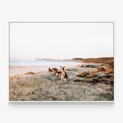 Beach Kangaroos Canvas