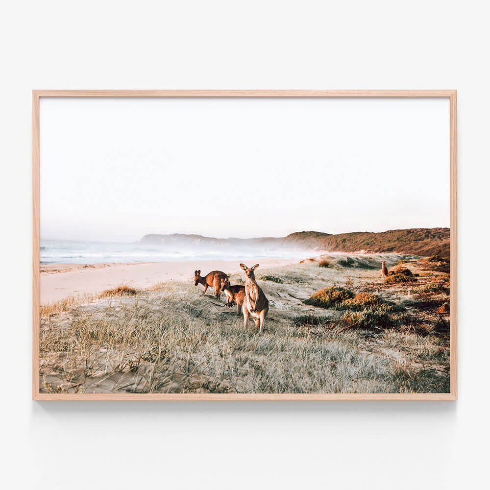 Beach Kangaroos