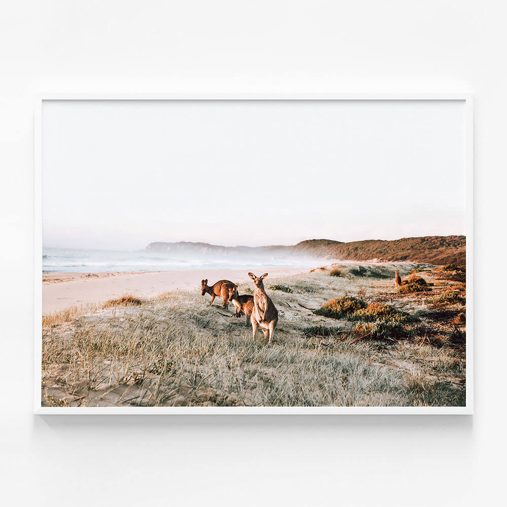Beach Kangaroos