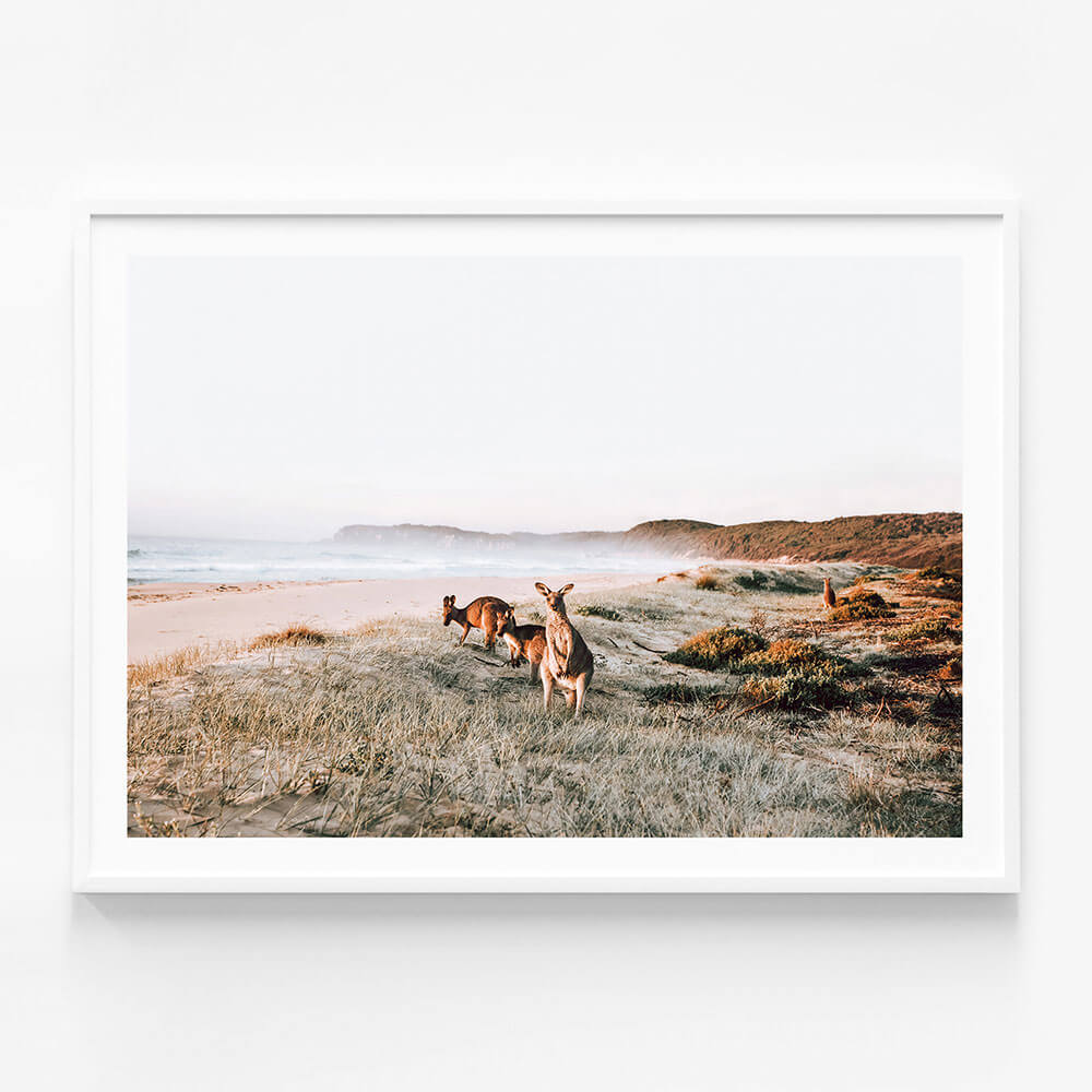 Beach Kangaroos